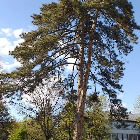 Benyelak - Zoeldorom Kutya - Es Bababarat Vendeghaz Σπίτι διακοπών Legyesbenye