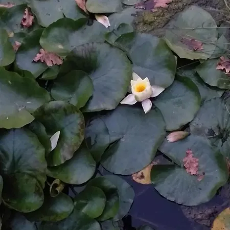 Benyelak - Zoeldorom Kutya - Es Bababarat Vendeghaz Σπίτι διακοπών *