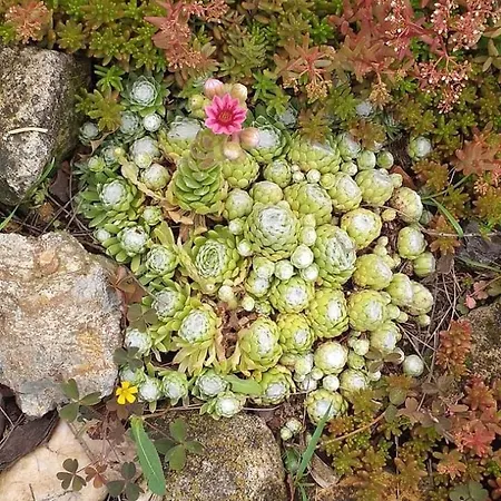Σπίτι διακοπών Benyelak - Zoeldorom Kutya - Es Bababarat Vendeghaz