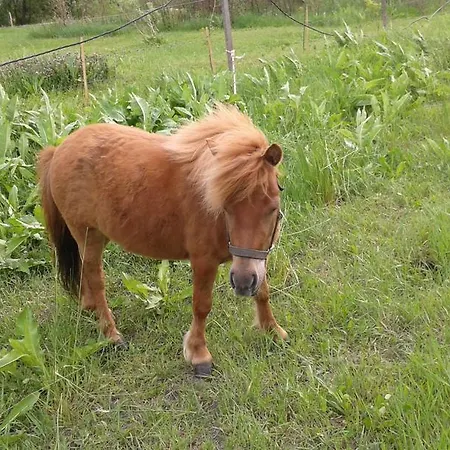 Σπίτι διακοπών Benyelak - Zoeldorom Kutya - Es Bababarat Vendeghaz Legyesbenye