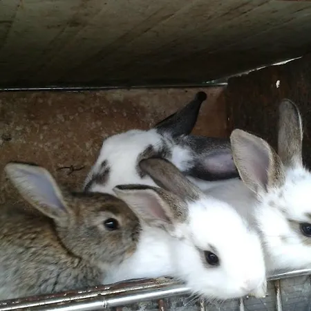 Σπίτι διακοπών Benyelak - Zoeldorom Kutya - Es Bababarat Vendeghaz Legyesbenye