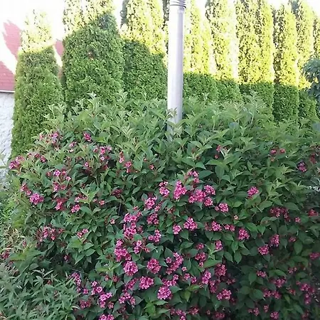 Σπίτι διακοπών Benyelak - Zoeldorom Kutya - Es Bababarat Vendeghaz *