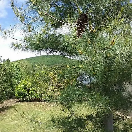 Benyelak - Zoeldorom Kutya - Es Bababarat Vendeghaz Legyesbenye