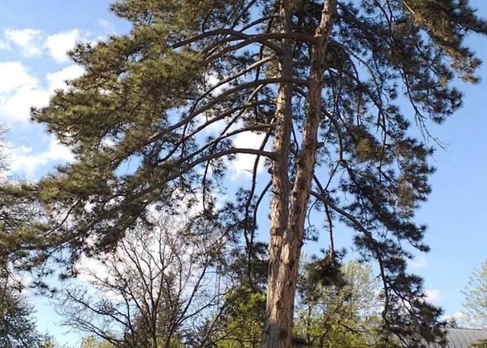 Benyelak - Zoeldorom Kutya - Es Bababarat Vendeghaz Tatil Evi Legyesbenye