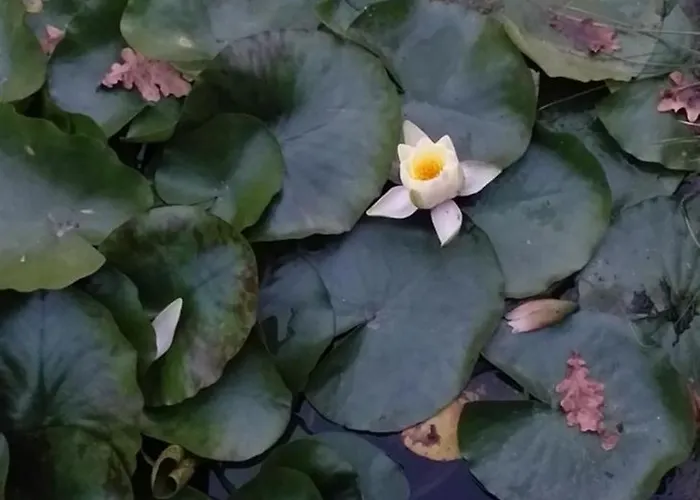 Benyelak - Zoeldorom Kutya - Es Bababarat Vendeghaz Tatil Evi *