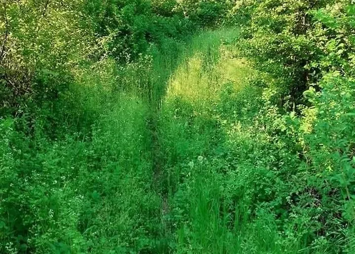 Benyelak - Zoeldorom Kutya - Es Bababarat Vendeghaz Legyesbenye