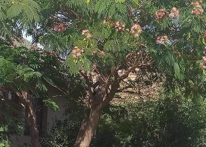 Tatil Evi Benyelak - Zoeldorom Kutya - Es Bababarat Vendeghaz *