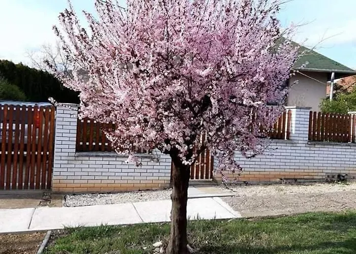 Tatil Evi Benyelak - Zoeldorom Kutya - Es Bababarat Vendeghaz *