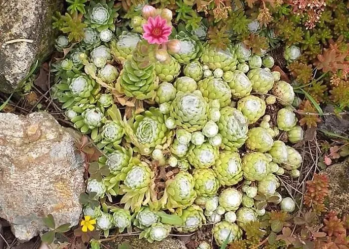 Tatil Evi Benyelak - Zoeldorom Kutya - Es Bababarat Vendeghaz