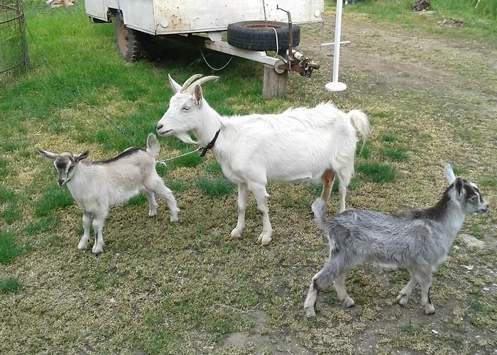 Tatil Evi Benyelak - Zoeldorom Kutya - Es Bababarat Vendeghaz