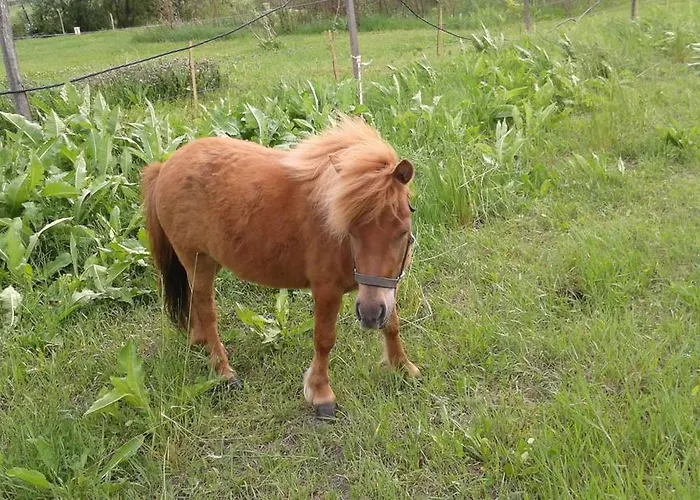 Tatil Evi Benyelak - Zoeldorom Kutya - Es Bababarat Vendeghaz Legyesbenye