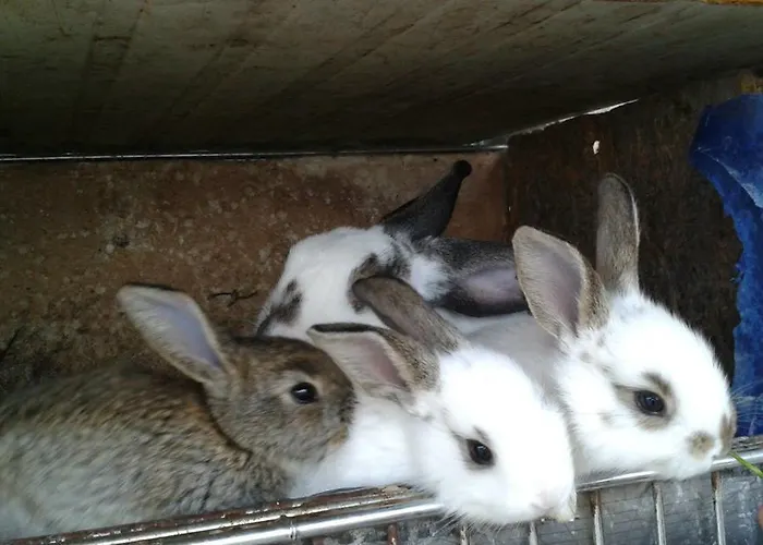 Tatil Evi Benyelak - Zoeldorom Kutya - Es Bababarat Vendeghaz Legyesbenye